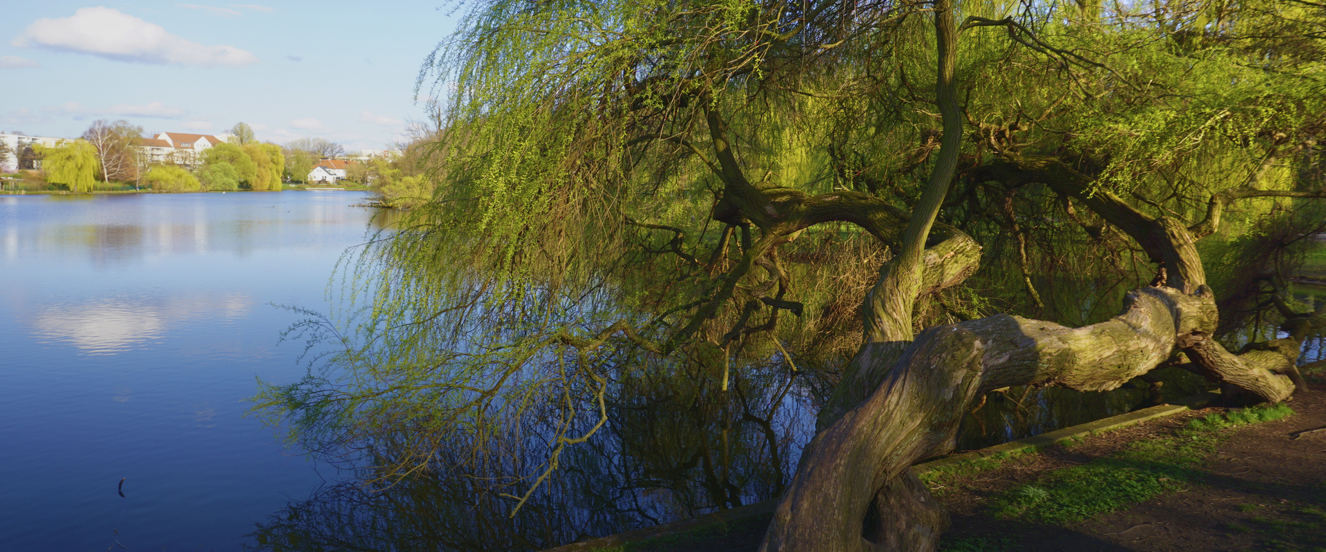 obersee-baum